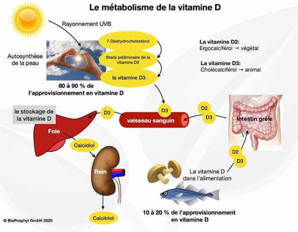 métabolisme de la vitamine D
