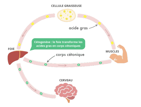 qu'est ce que la cétose?