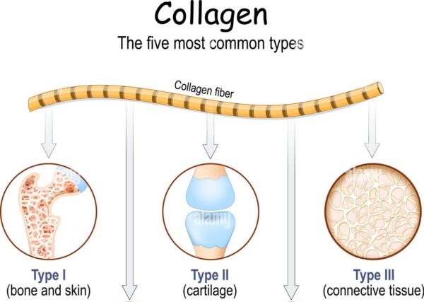 types de collagène
